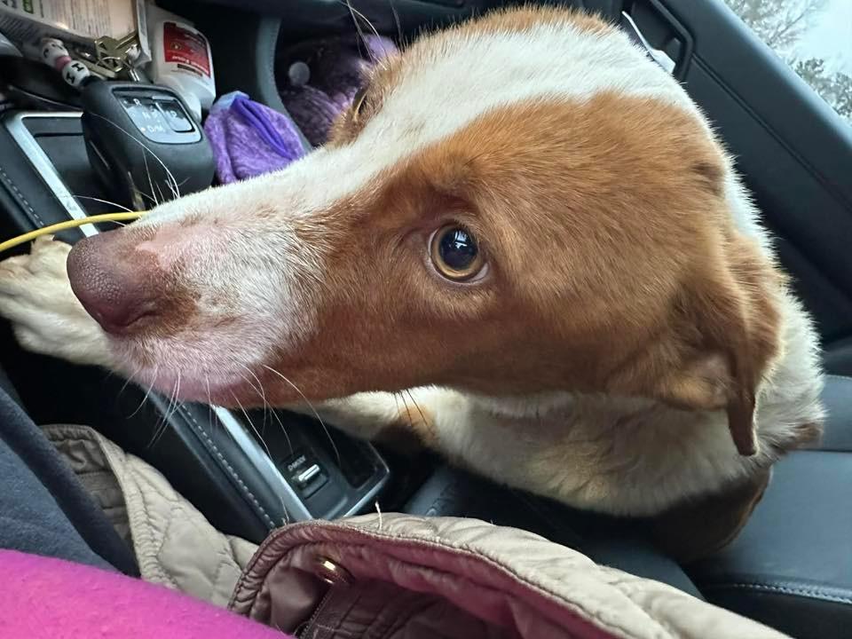 Enlarge Eli, a Adoptable mixed breed in North Syracuse, NY image 2/5