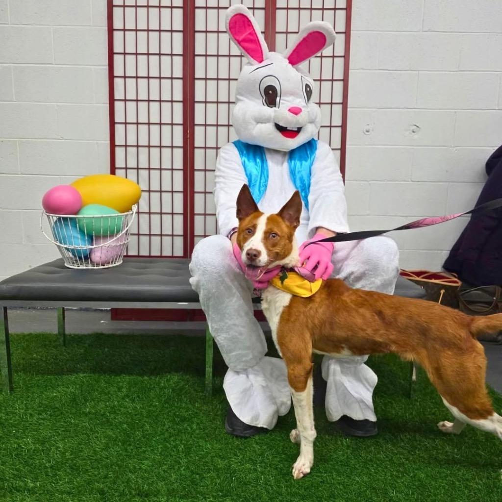 Enlarge Eli, a Adoptable mixed breed in North Syracuse, NY image 3/6