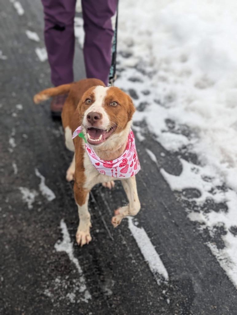 Enlarge Eli, a Adoptable mixed breed in North Syracuse, NY image 3/5