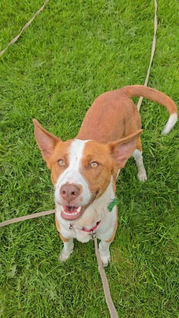 Enlarge Eli, a Adoptable mixed breed in North Syracuse, NY image 4/6