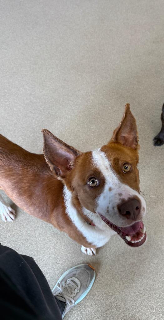 Enlarge Eli, a Adoptable mixed breed in North Syracuse, NY image 4/5