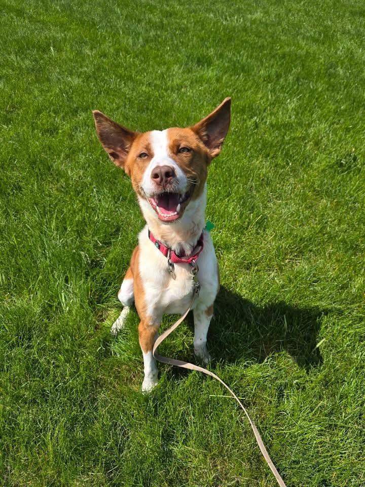 Enlarge Eli, a Adoptable mixed breed in North Syracuse, NY image 5/6