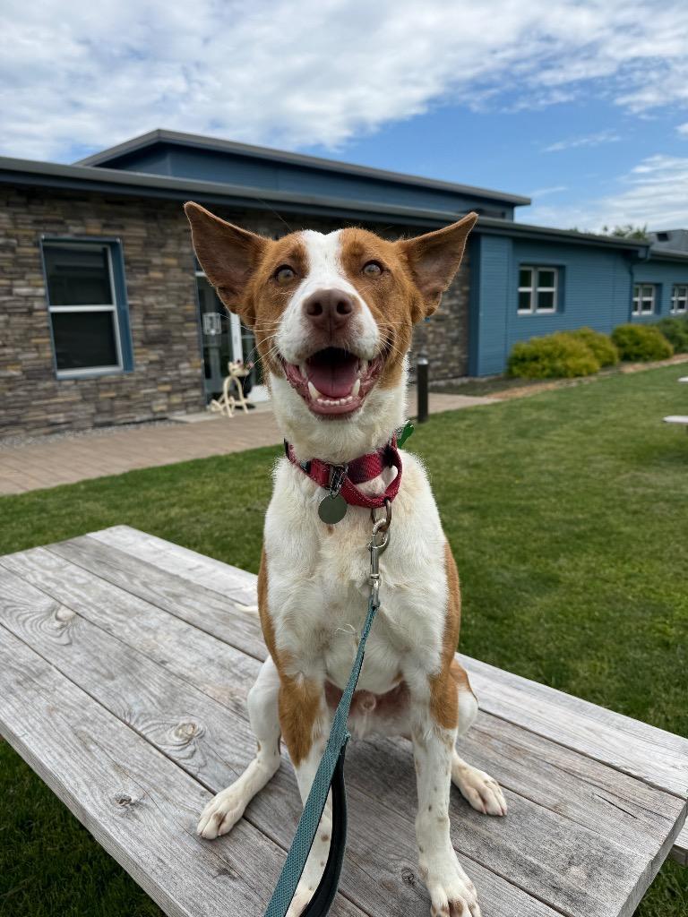 Enlarge Eli, a Adoptable mixed breed in North Syracuse, NY image 5/6