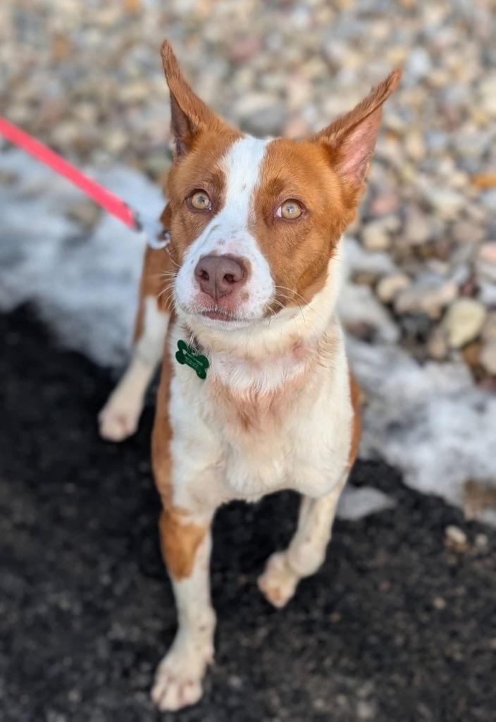 Enlarge Eli, a Adoptable mixed breed in North Syracuse, NY image 5/5