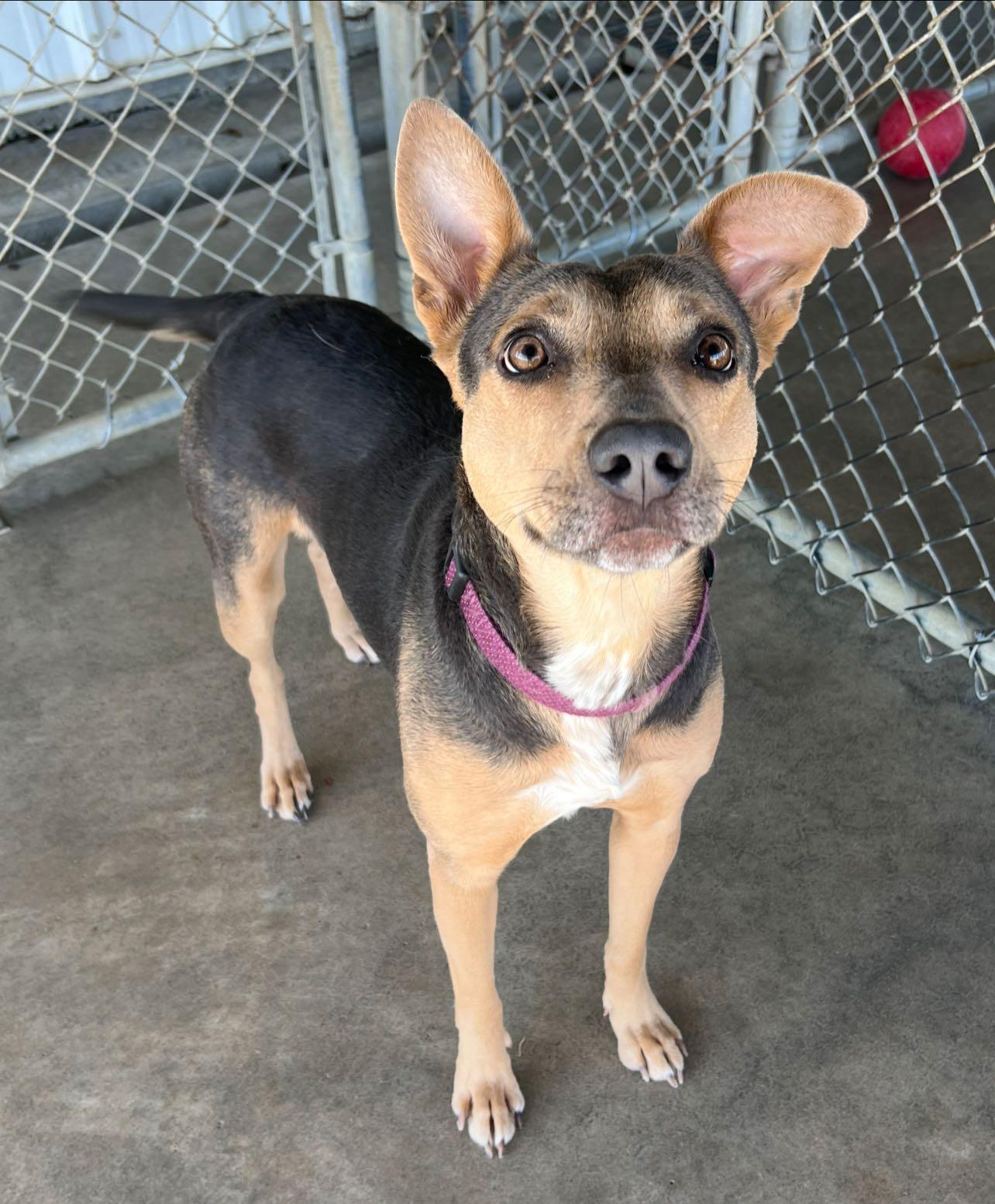 Enlarge Penny, a Adoptable German Shepherd Dog in Pryor, OK image 1/1
