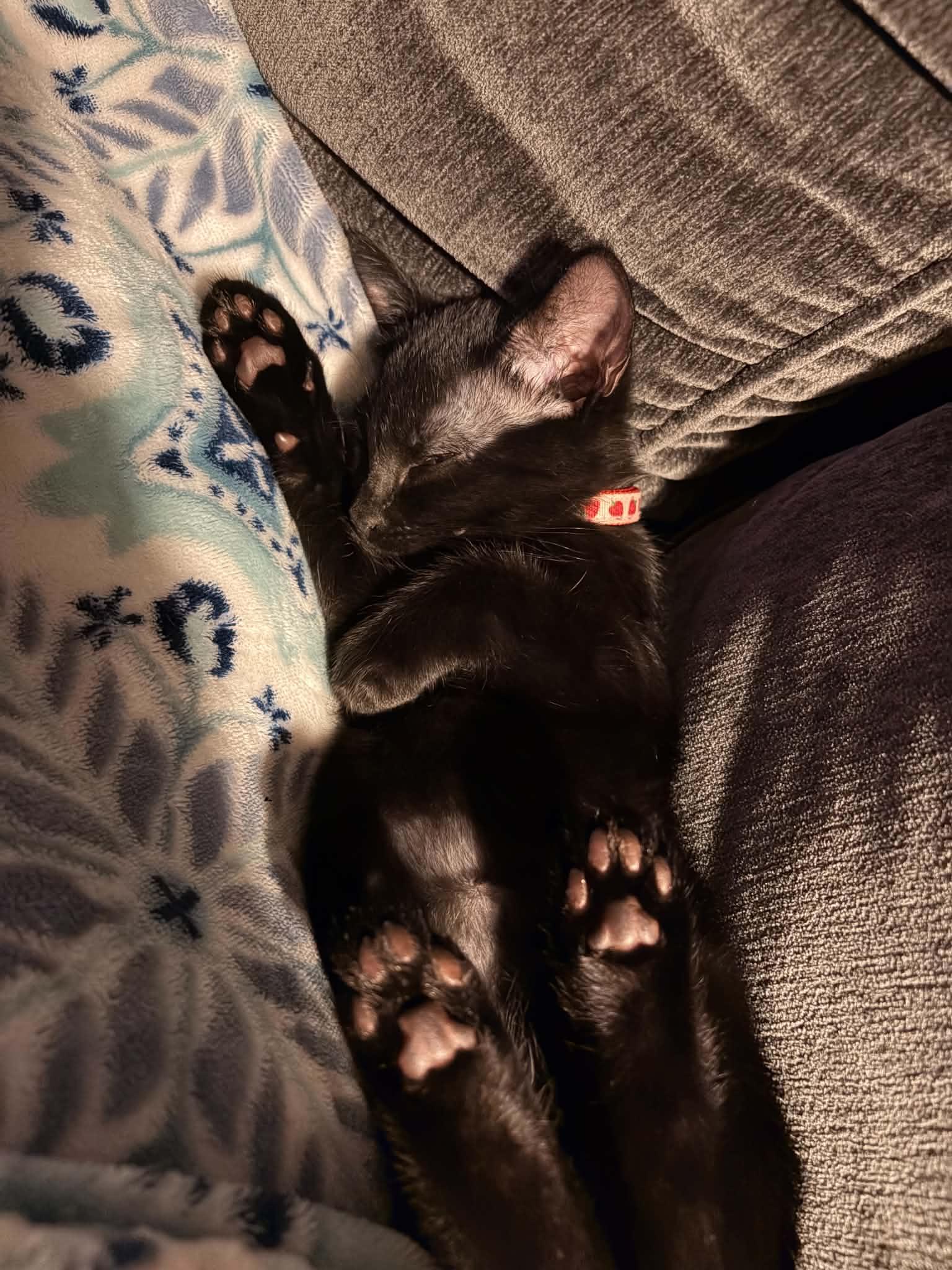 Stella, a ADOPTABLE Domestic Short Hair in East Lansing, MI image 5/6
