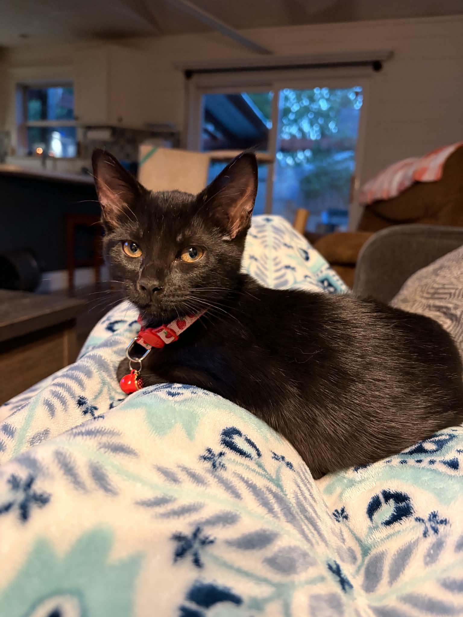 Stella, ADOPTABLE, Kitten Female Domestic Short Hair.