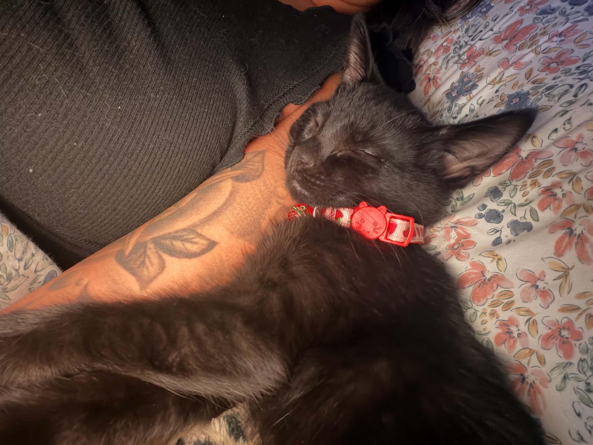 Stella, a ADOPTABLE Domestic Short Hair in East Lansing, MI image 4/6