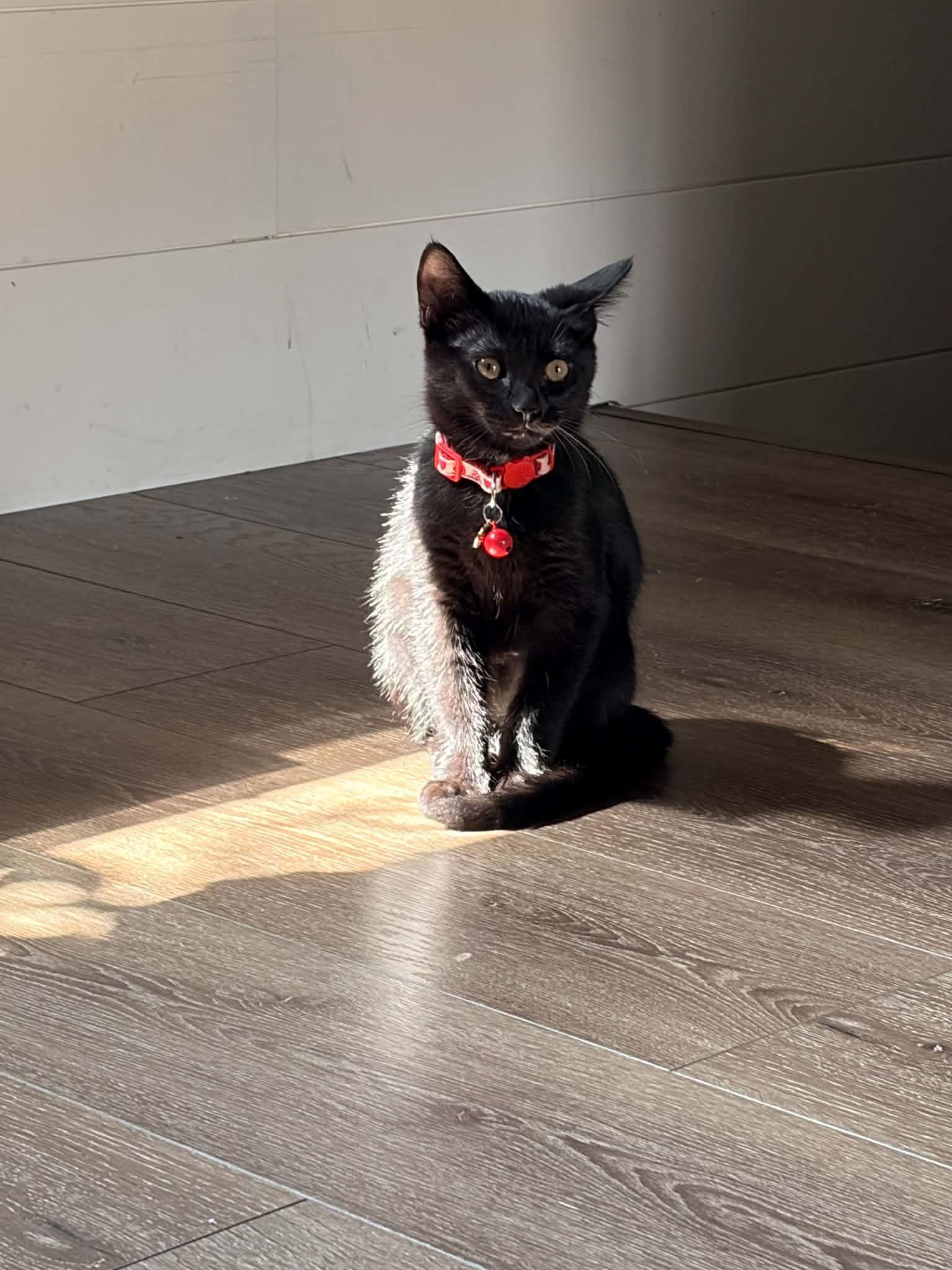 Stella, a ADOPTABLE Domestic Short Hair in East Lansing, MI image 2/6