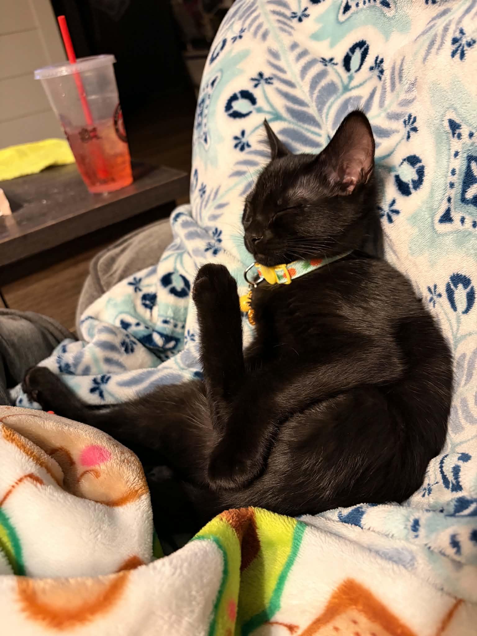 Stella, a ADOPTABLE Domestic Short Hair in East Lansing, MI image 6/6