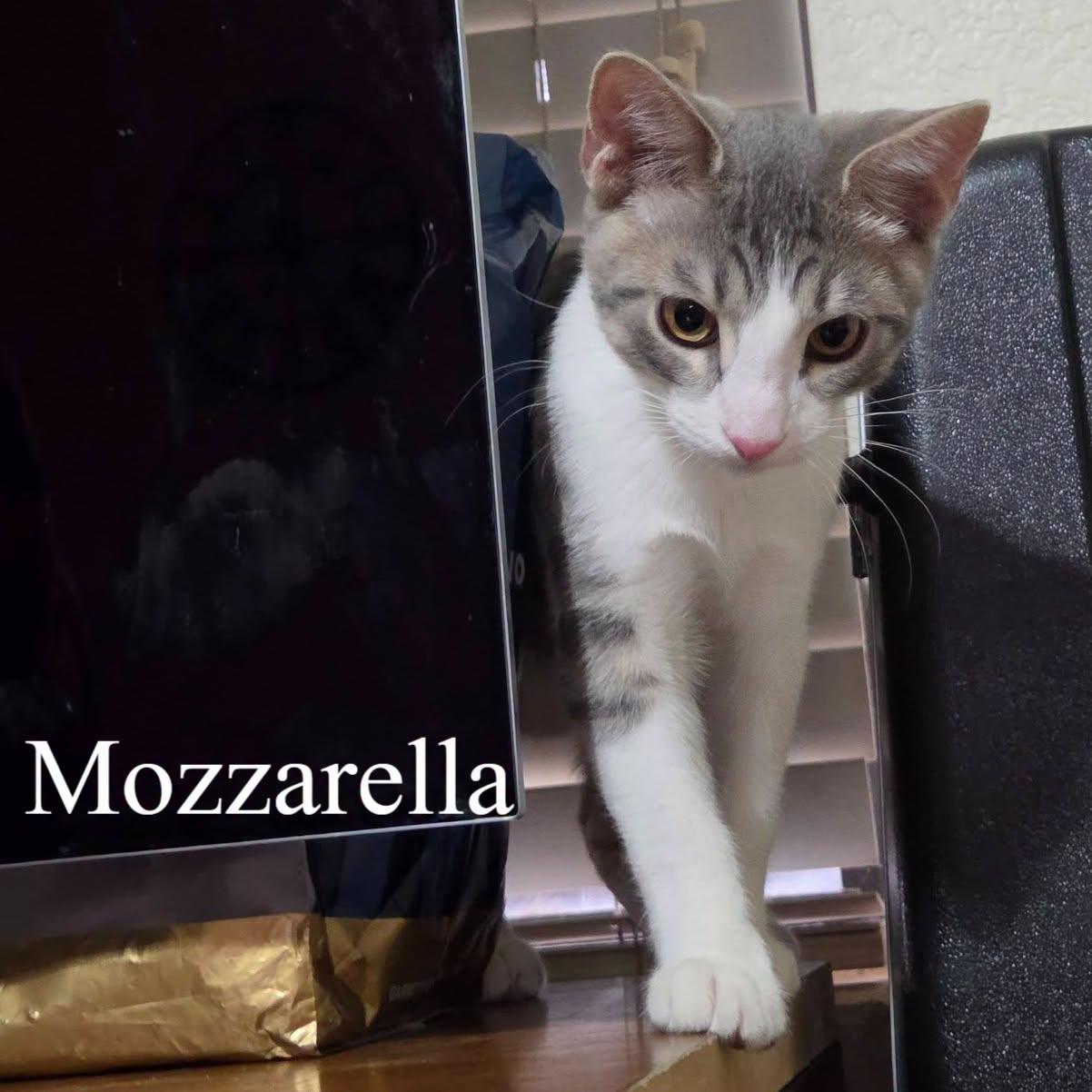 Mozzarella, an adopted Domestic Short Hair in Queen Creek, AZ image 2/2