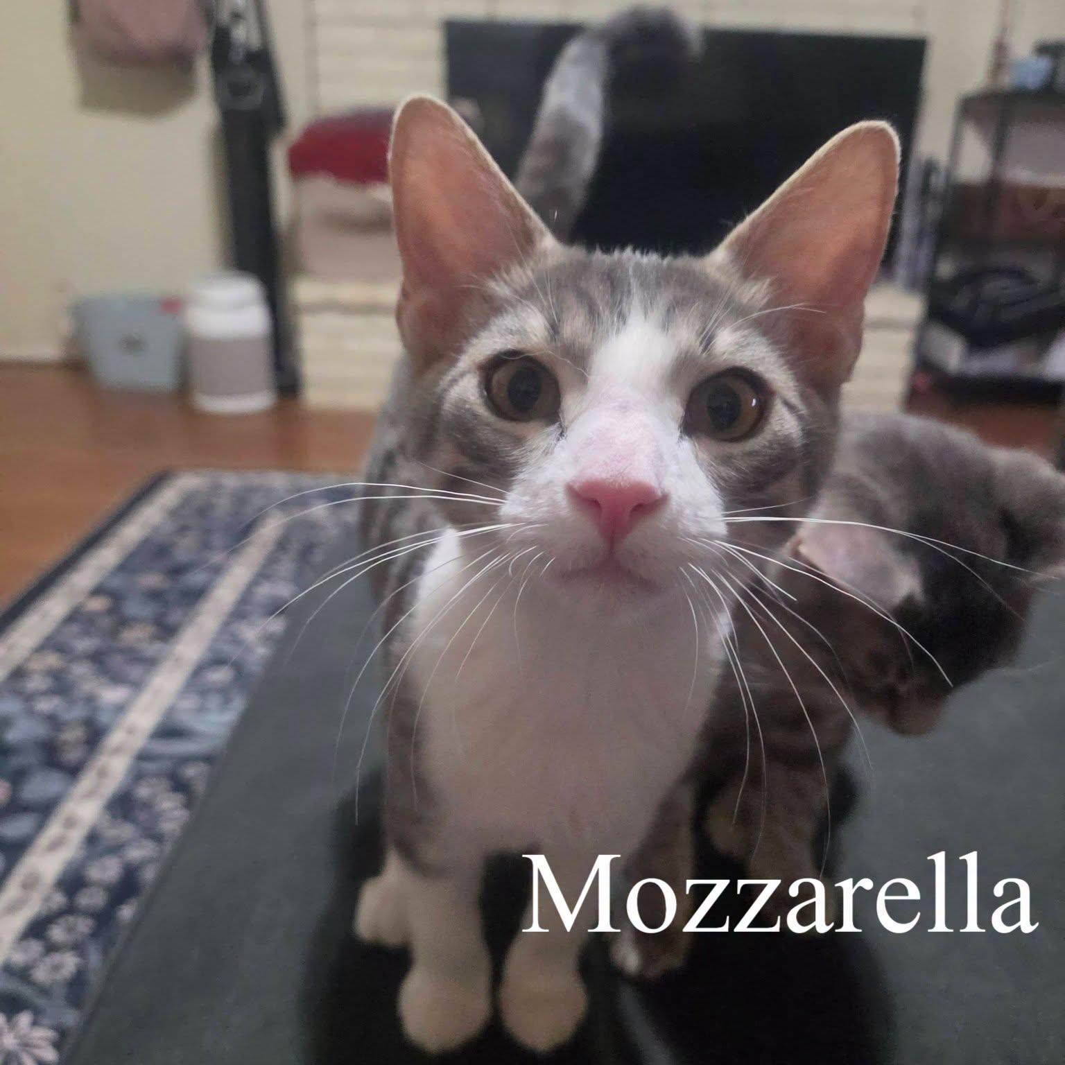 Mozzarella, adopted, Kitten Male Domestic Short Hair.
