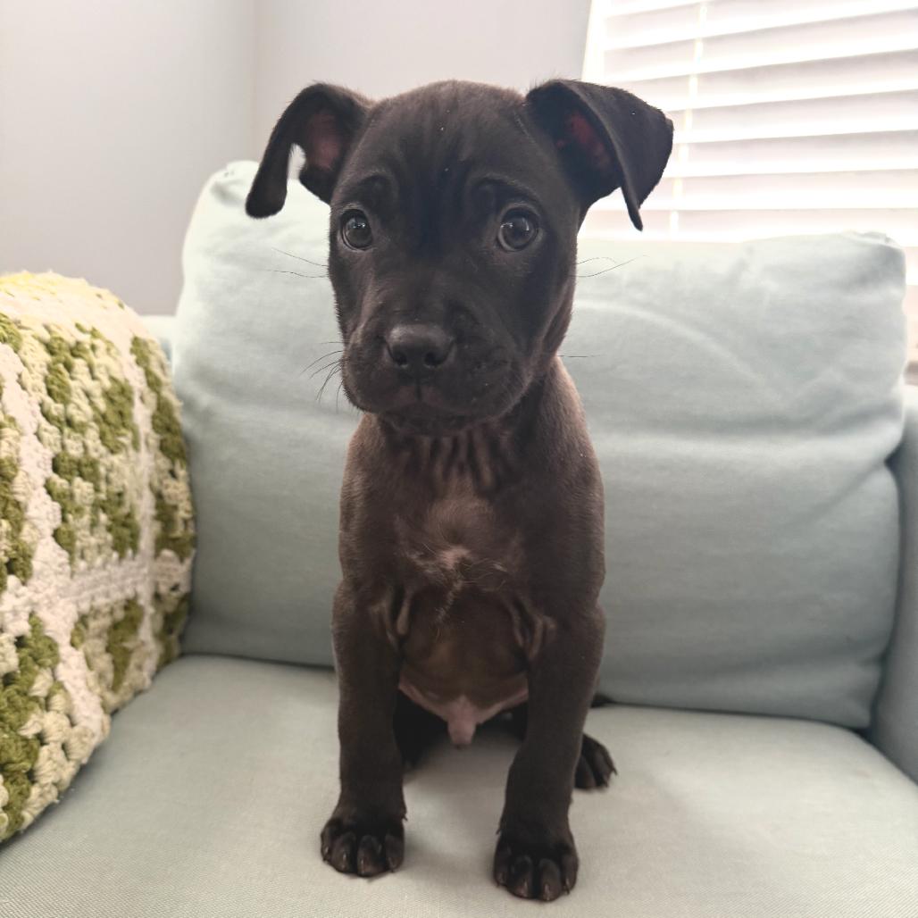 Chromes, Adoptable, Puppy Male Mixed Breed.