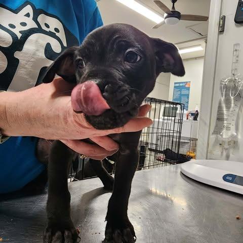 Chromes, a Adoptable Mixed Breed in Fredericksburg, VA image 2/2