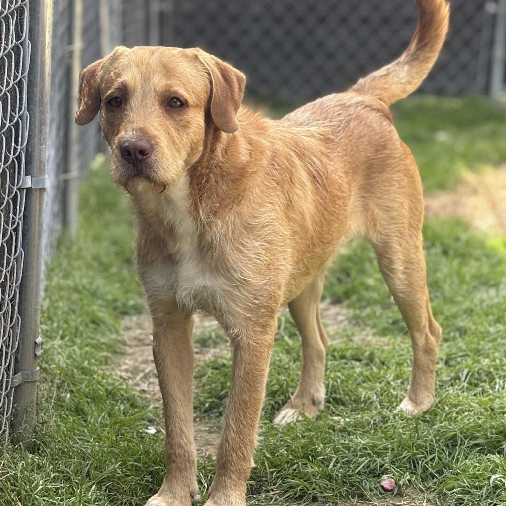 Archie, Adoptable, Young Male Golden Retriever & Great Pyrenees.