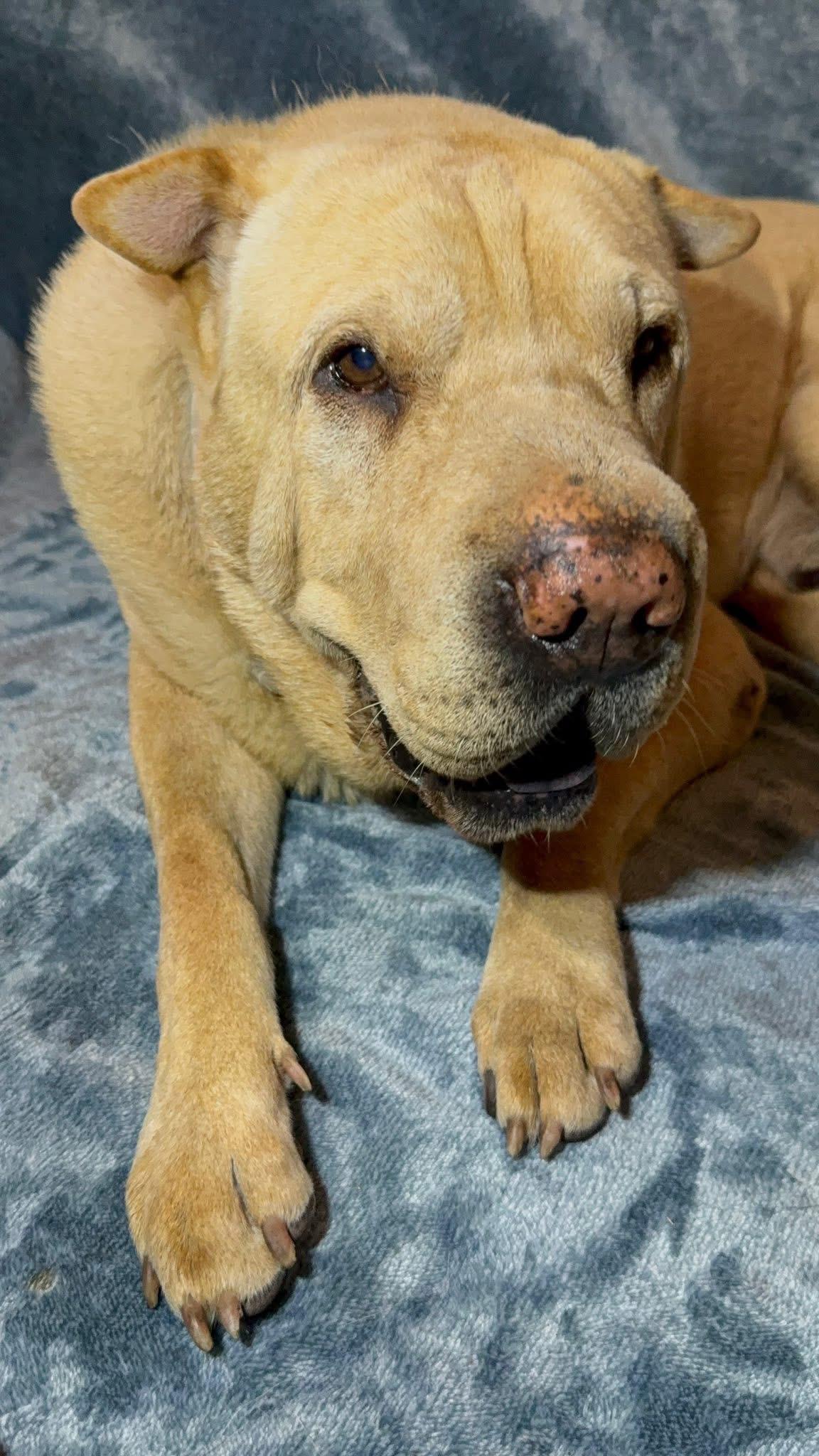 Enlarge Chilaquiles, a Adoptable Shar-Pei in Southlake, TX image 4/6