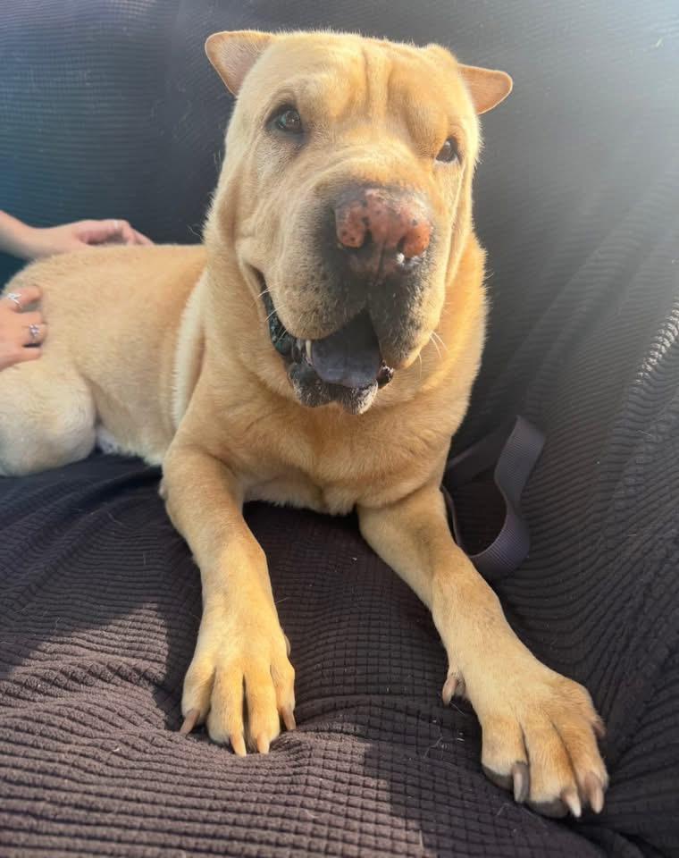 Chilaquiles, Adoptable, Adult Male Shar-Pei.