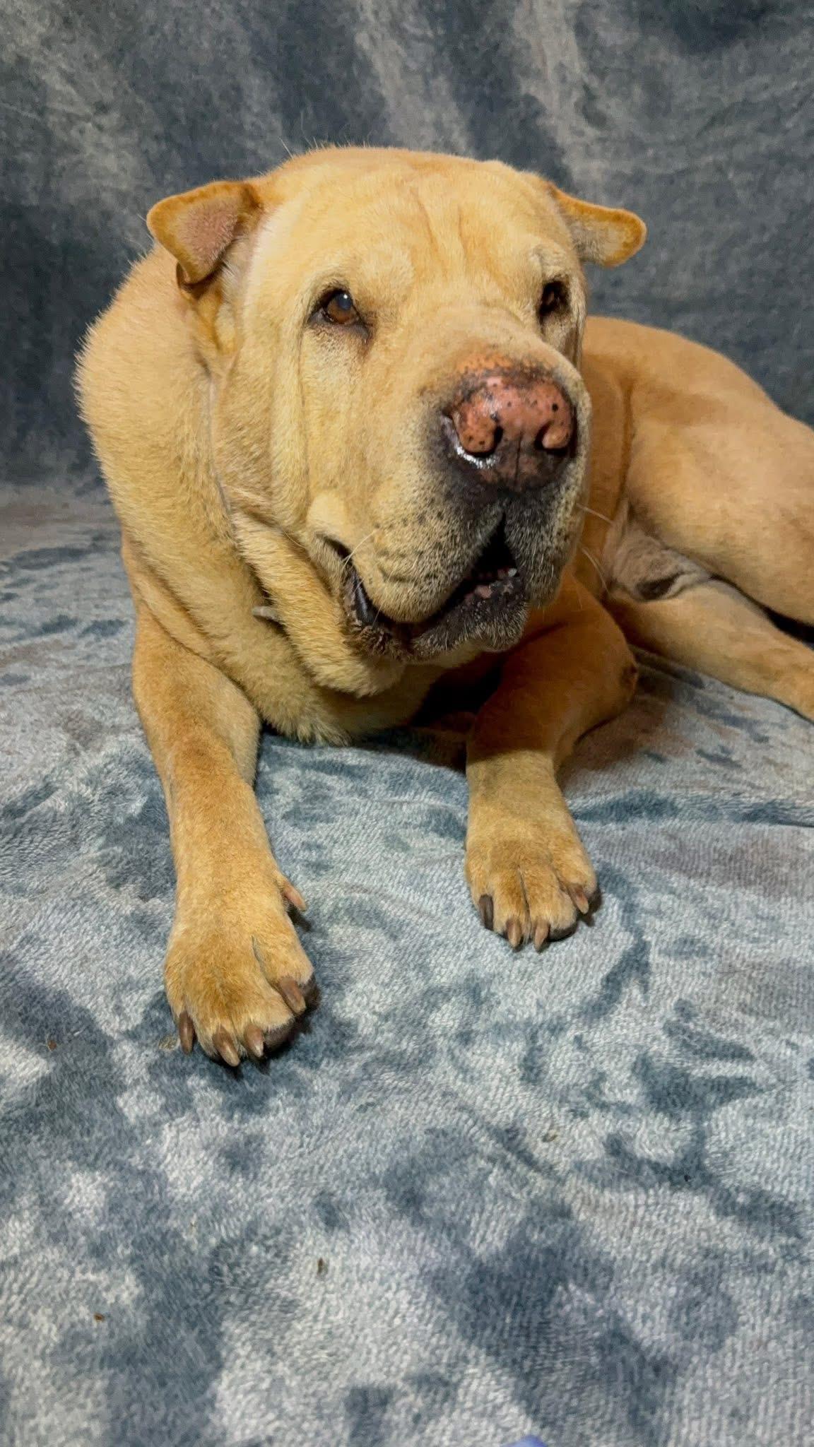 Enlarge Chilaquiles, a Adoptable Shar-Pei in Southlake, TX image 2/6