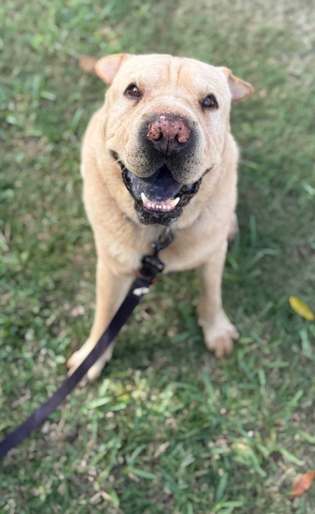 Enlarge Chilaquiles, a Adoptable Shar-Pei in Southlake, TX image 3/6