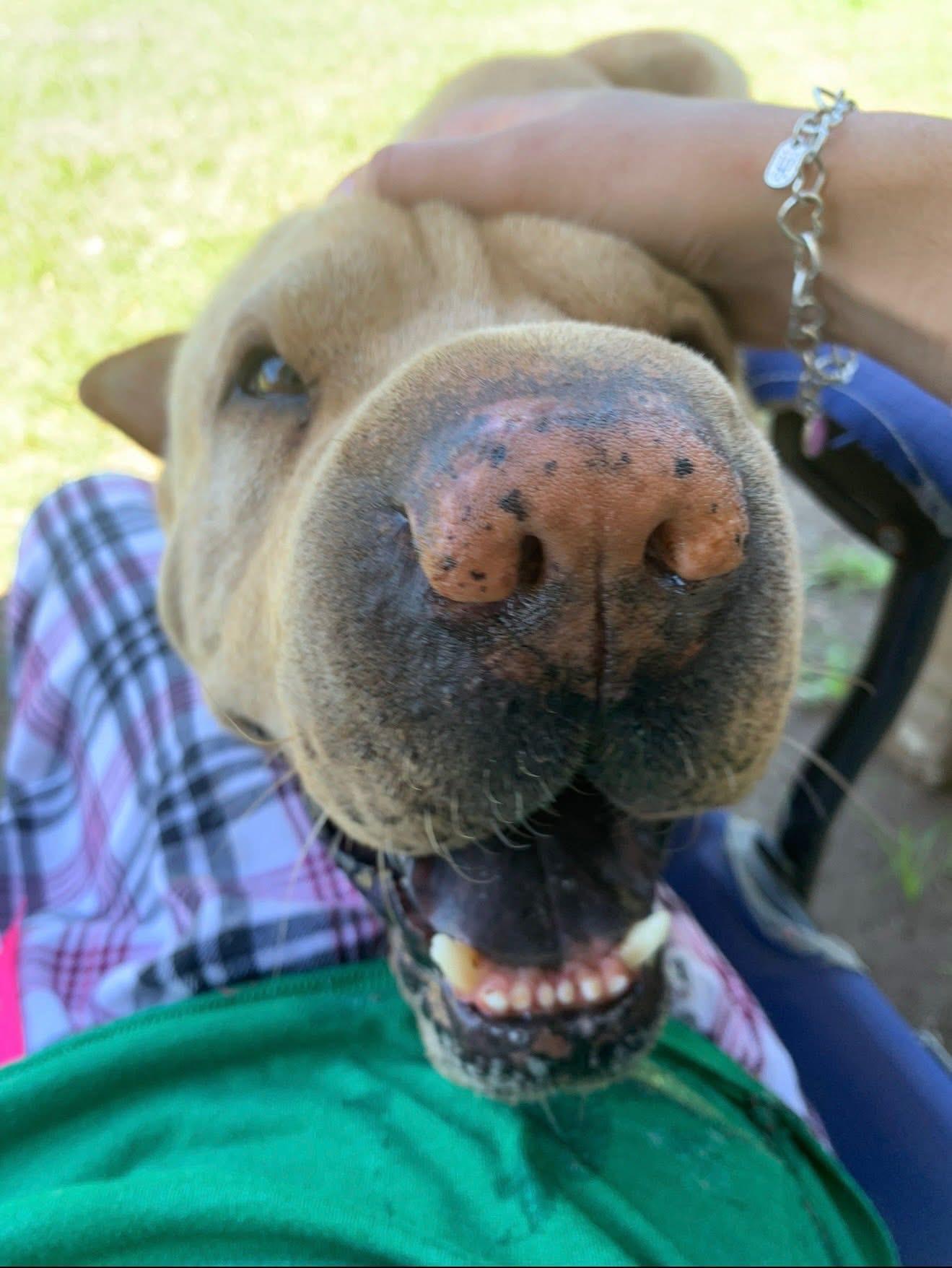 Enlarge Chilaquiles, a Adoptable Shar-Pei in Southlake, TX image 6/6