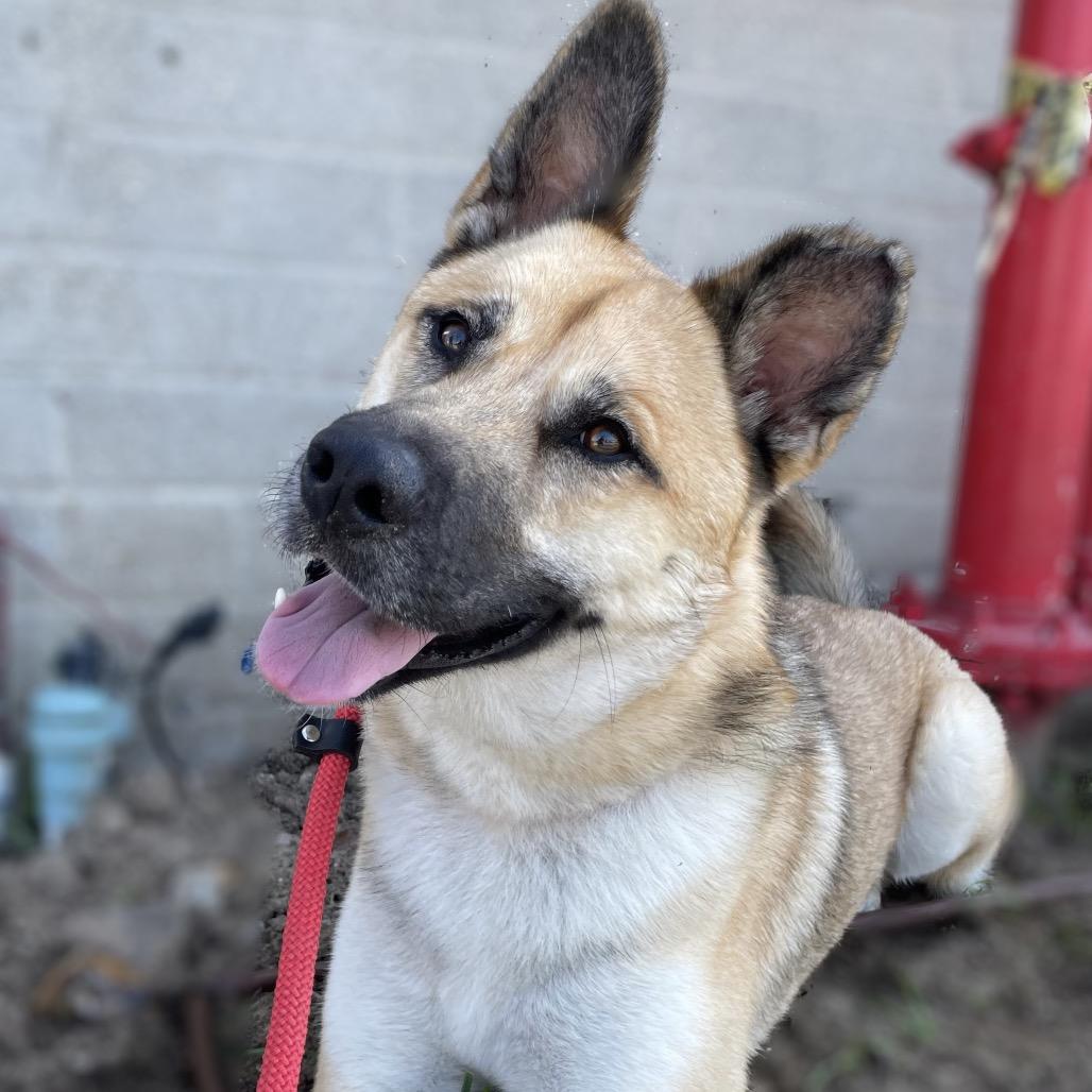 Randy, Adoptable, Adult Male German Shepherd Dog.