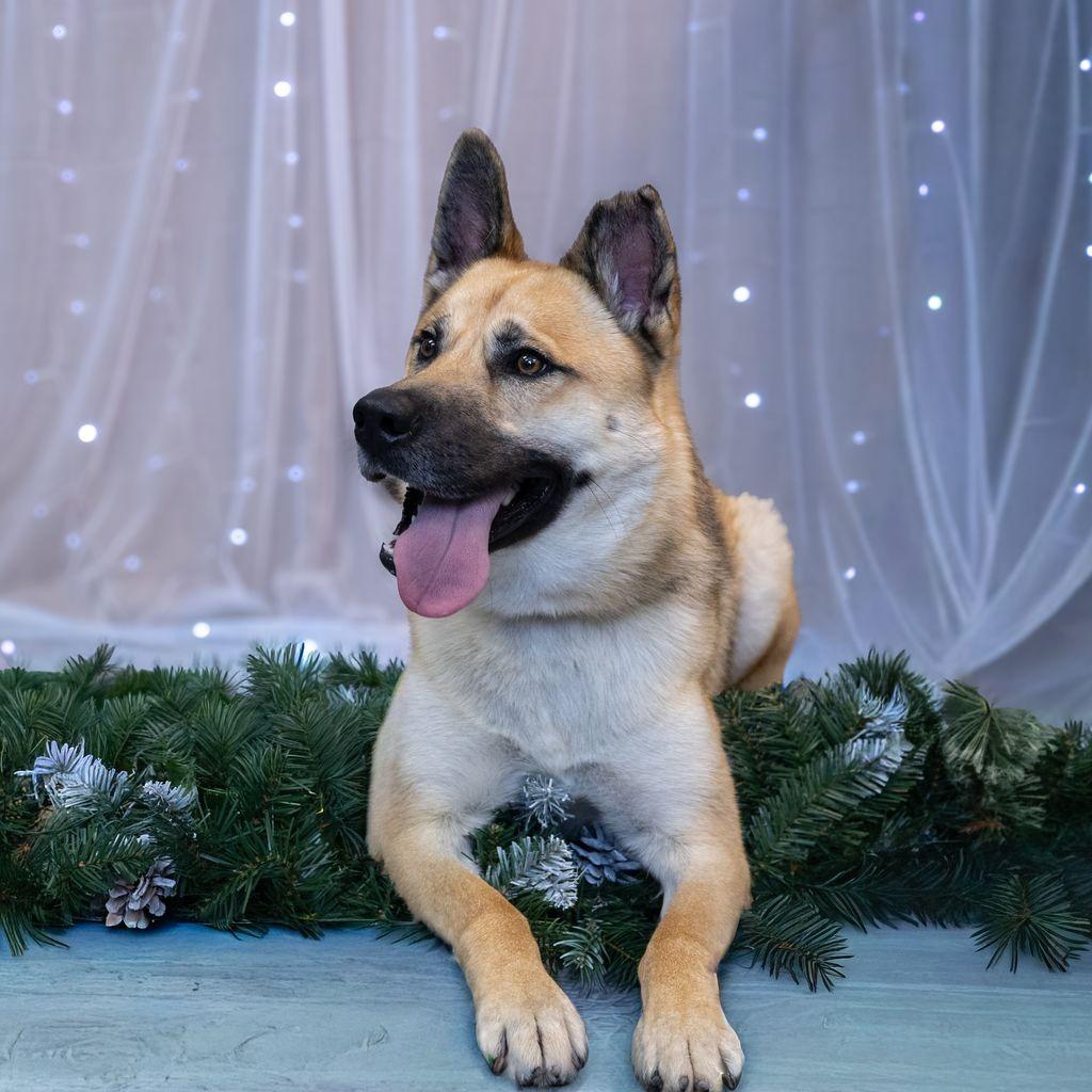 Enlarge Randy, a Adoptable German Shepherd Dog in Long Beach, CA image 3/6