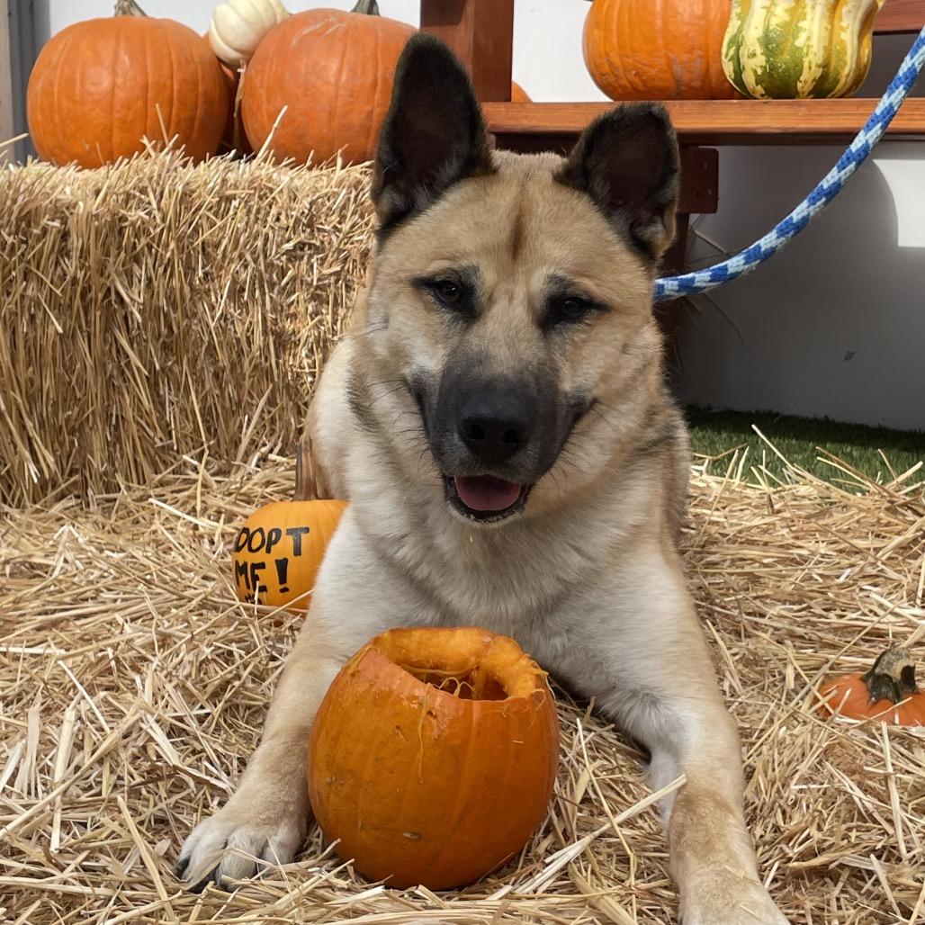 Enlarge Randy, a Adoptable German Shepherd Dog in Long Beach, CA image 5/6