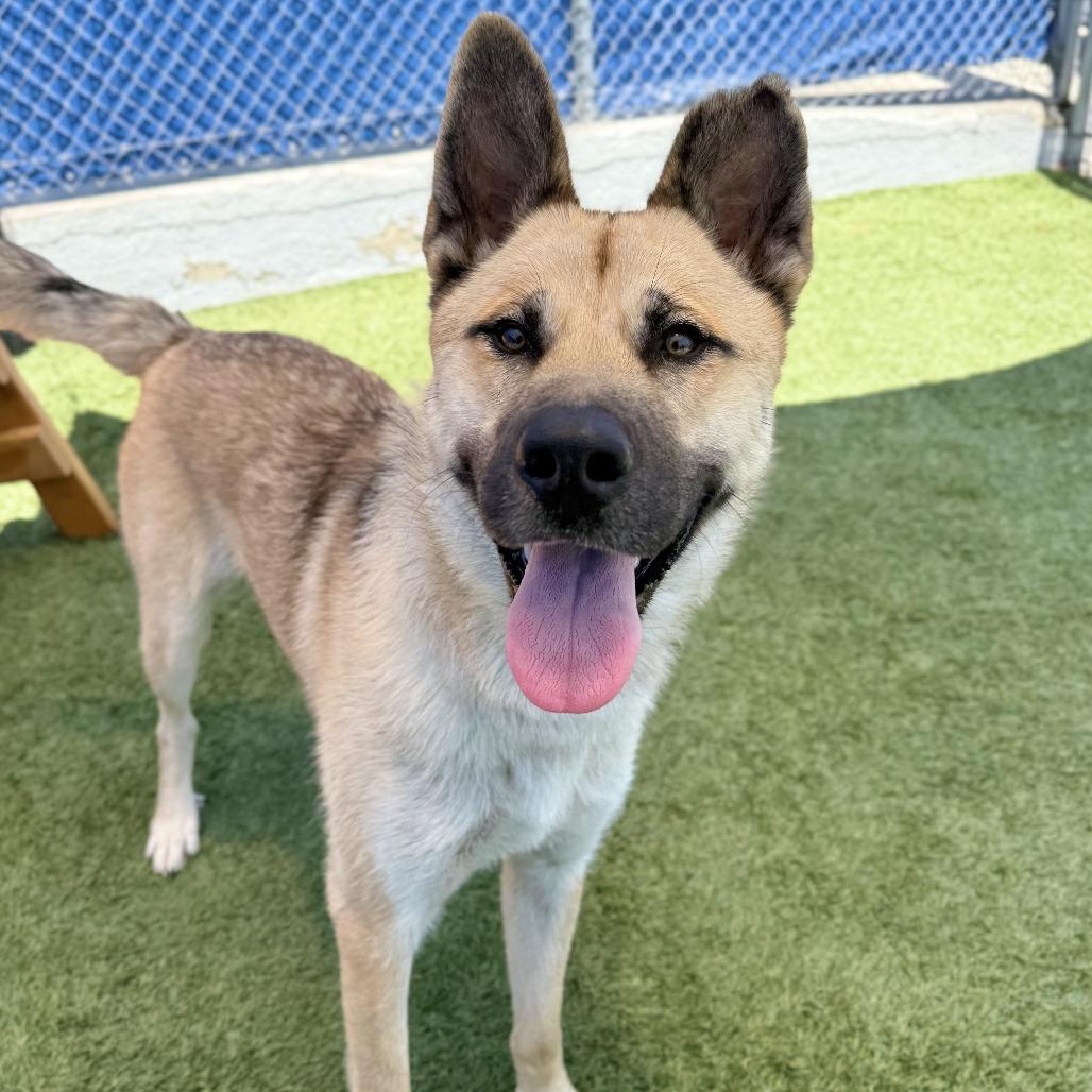 Enlarge Randy, a Adoptable German Shepherd Dog in Long Beach, CA image 6/6