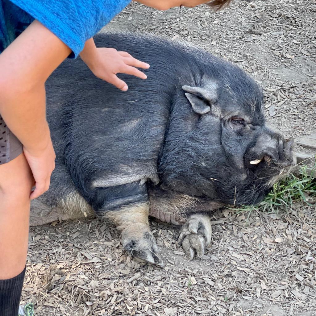 CARGO, Adoptable, Senior Male Pig.