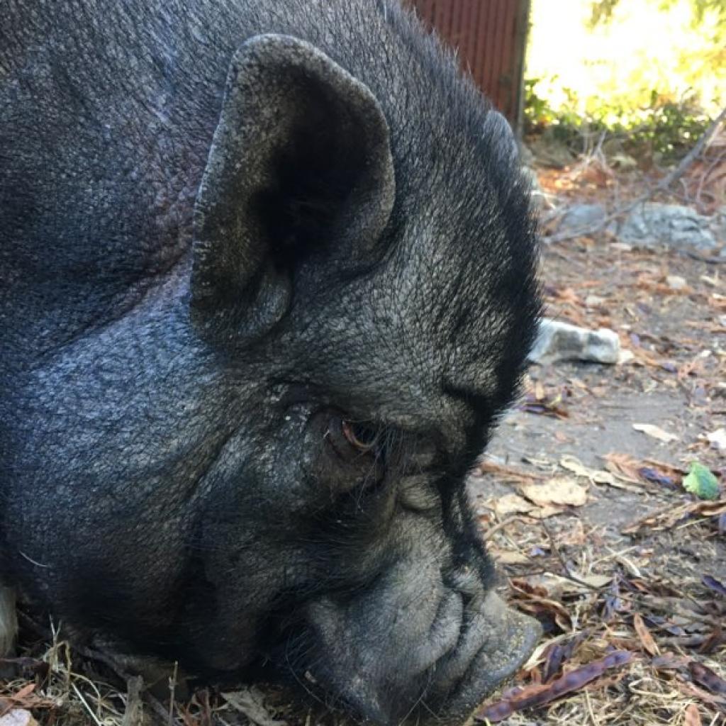 Enlarge CARGO, a Adoptable Pig in Point Richmond, CA image 2/6