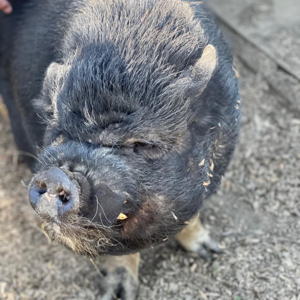 Enlarge CARGO, a Adoptable Pig in Point Richmond, CA image 3/6