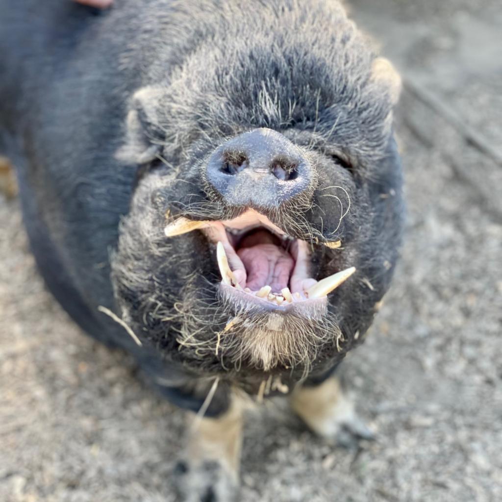 Enlarge CARGO, a Adoptable Pig in Point Richmond, CA image 5/6