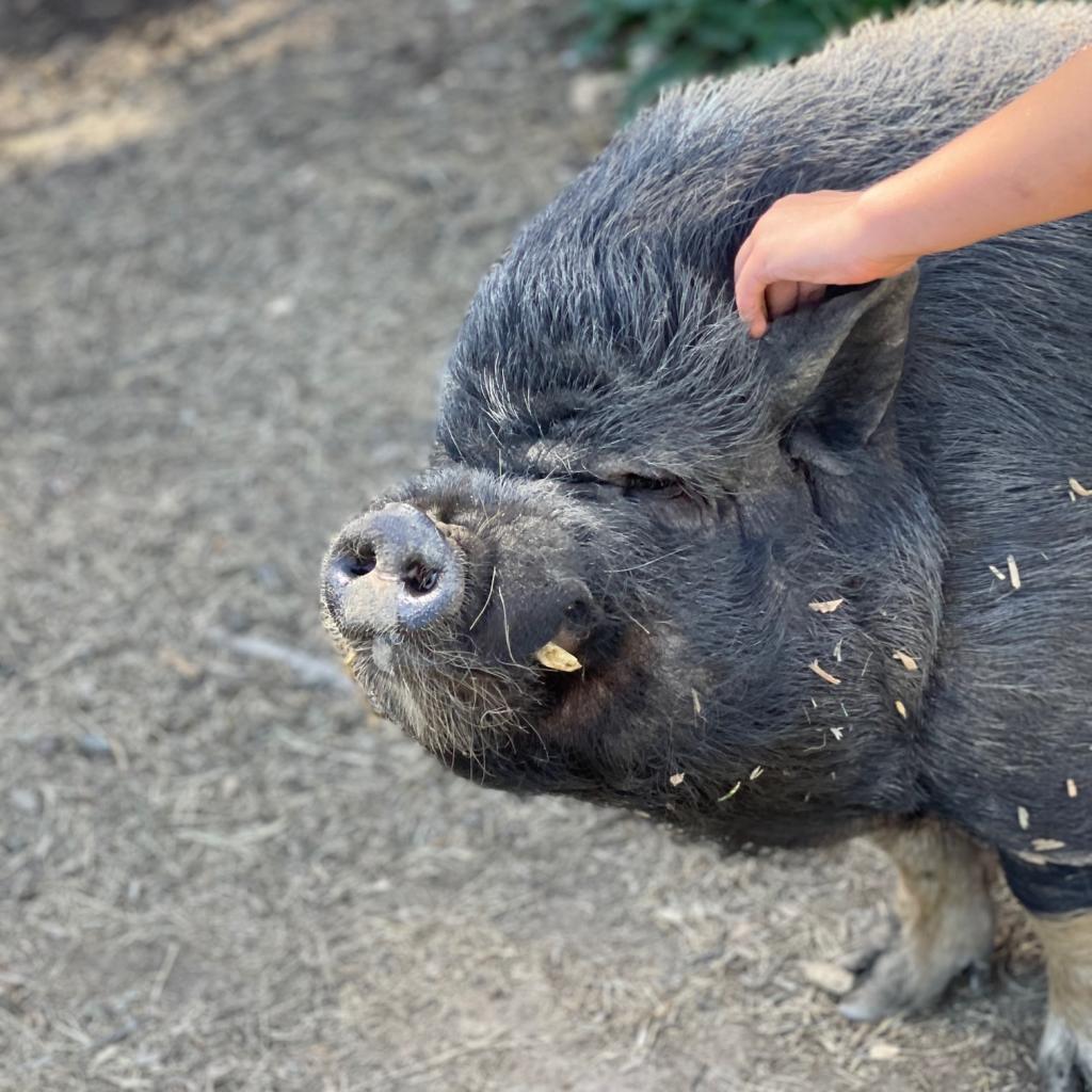 Enlarge CARGO, a Adoptable Pig in Point Richmond, CA image 6/6