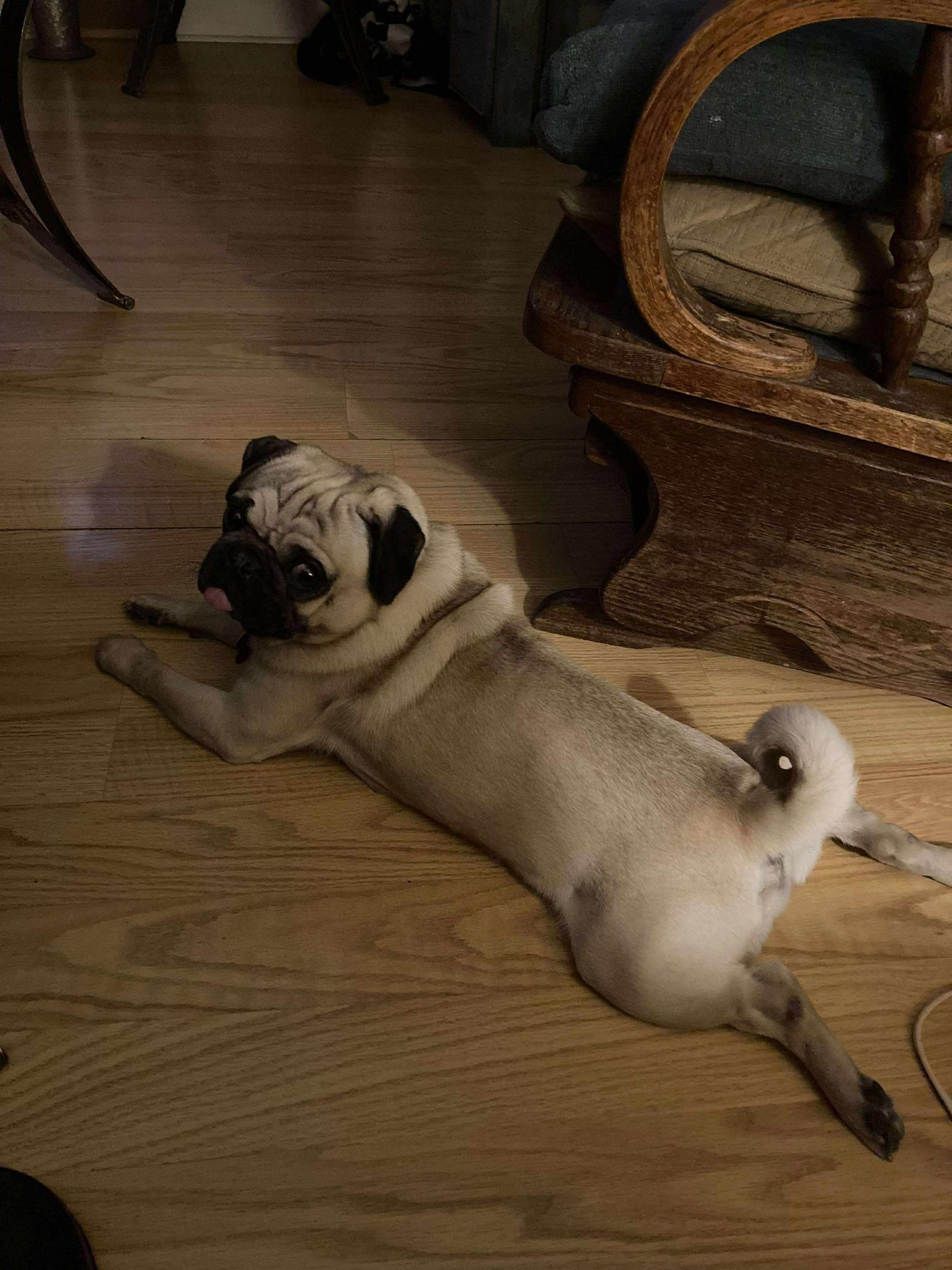 Frankie, an adopted Pug in Blue Bell, PA image 4/5