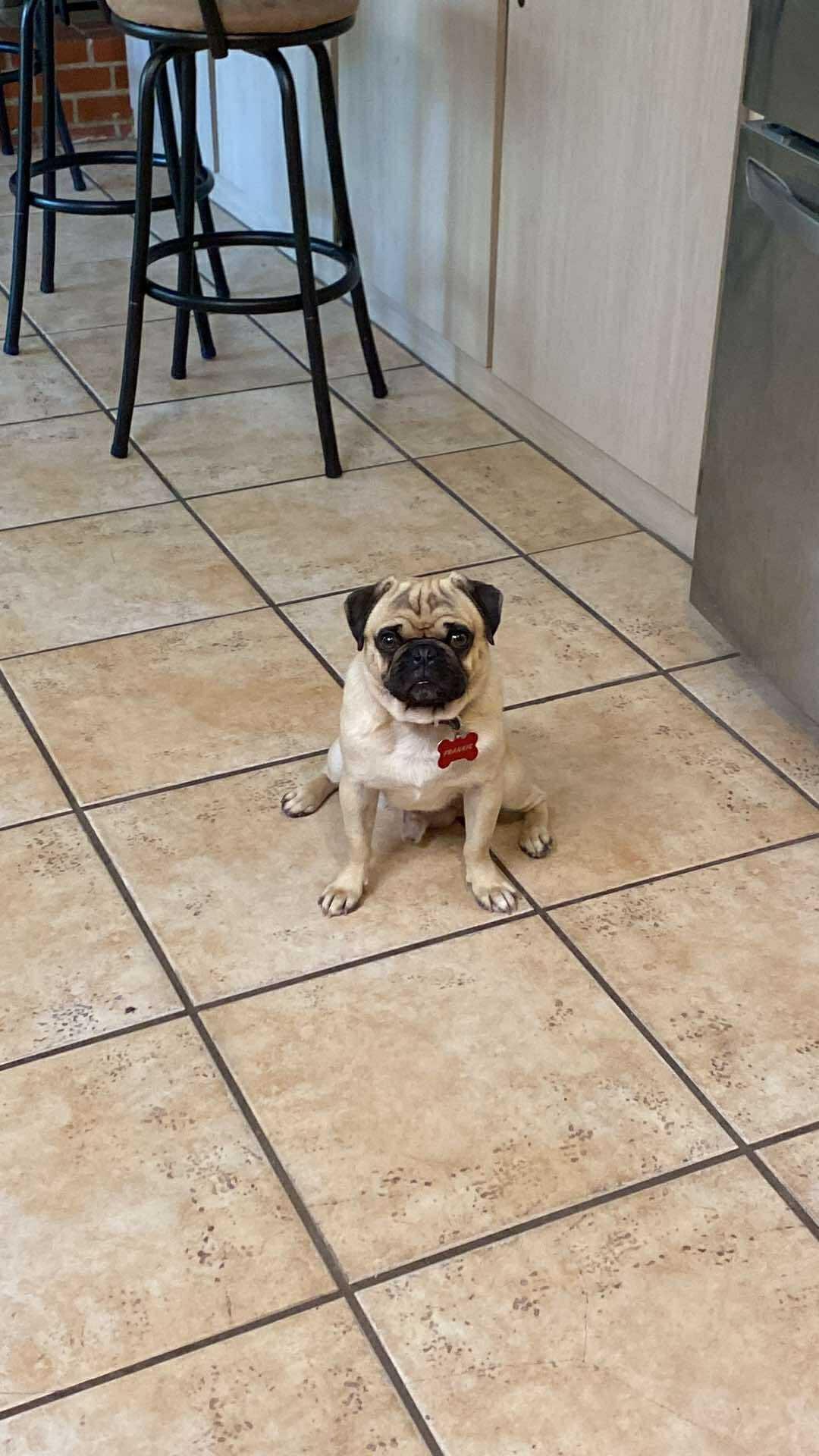 Frankie, an adopted Pug in Blue Bell, PA image 2/5