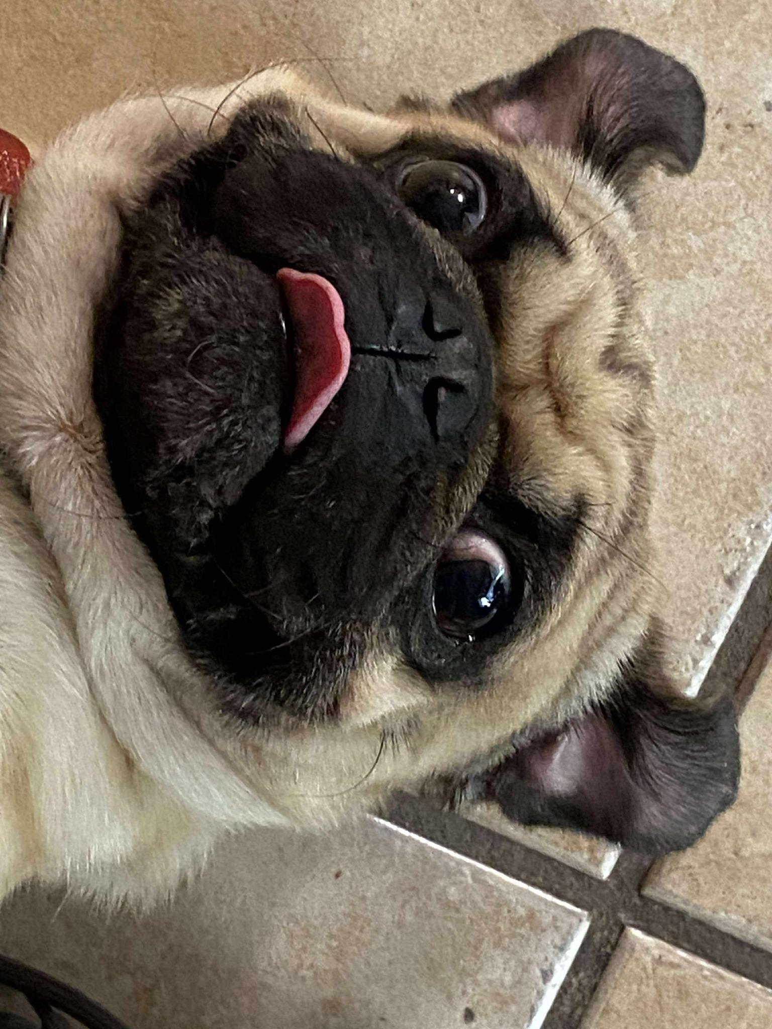 Frankie, an adopted Pug in Blue Bell, PA image 3/5