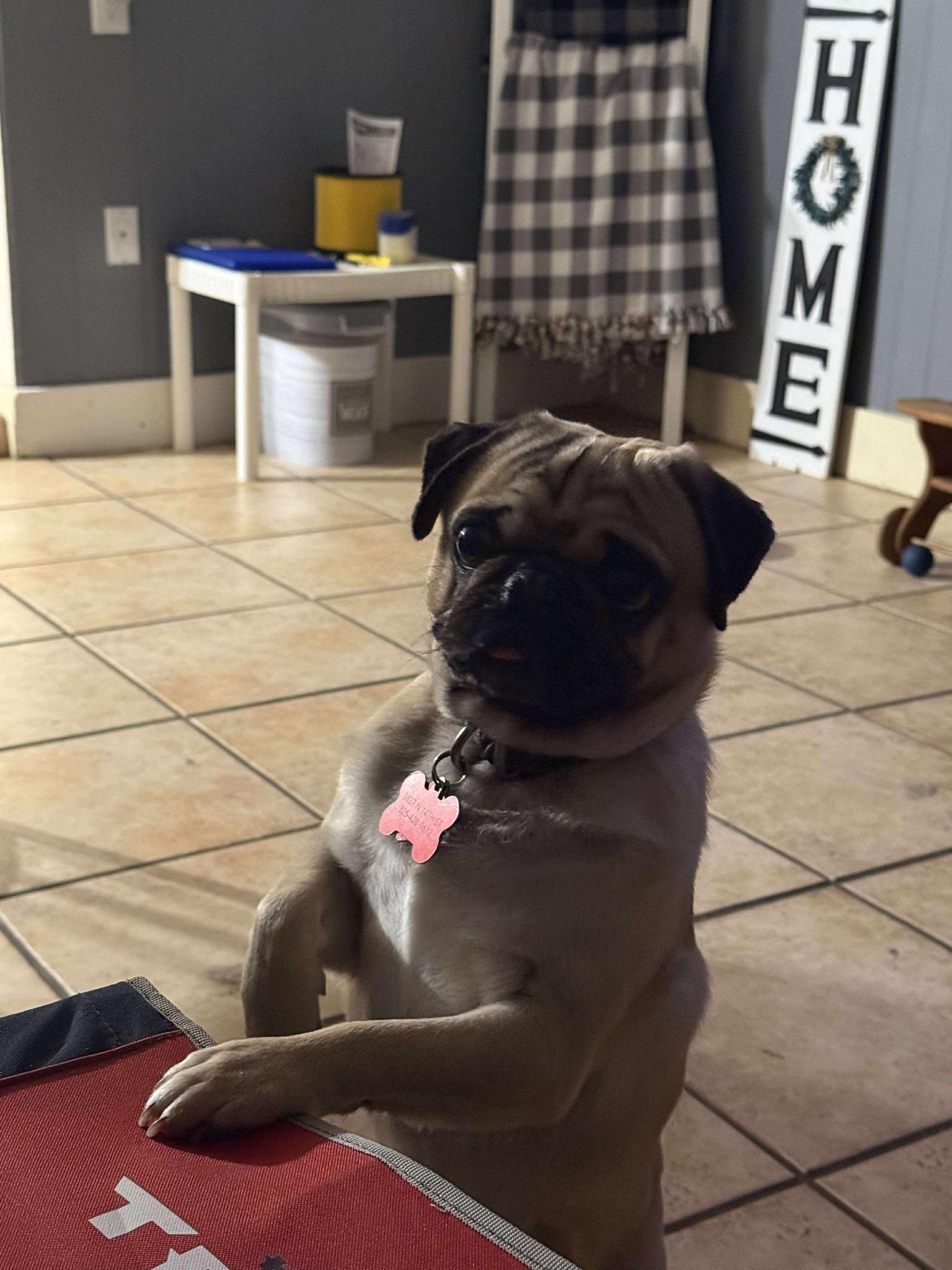 Frankie, an adopted Pug in Blue Bell, PA image 5/5