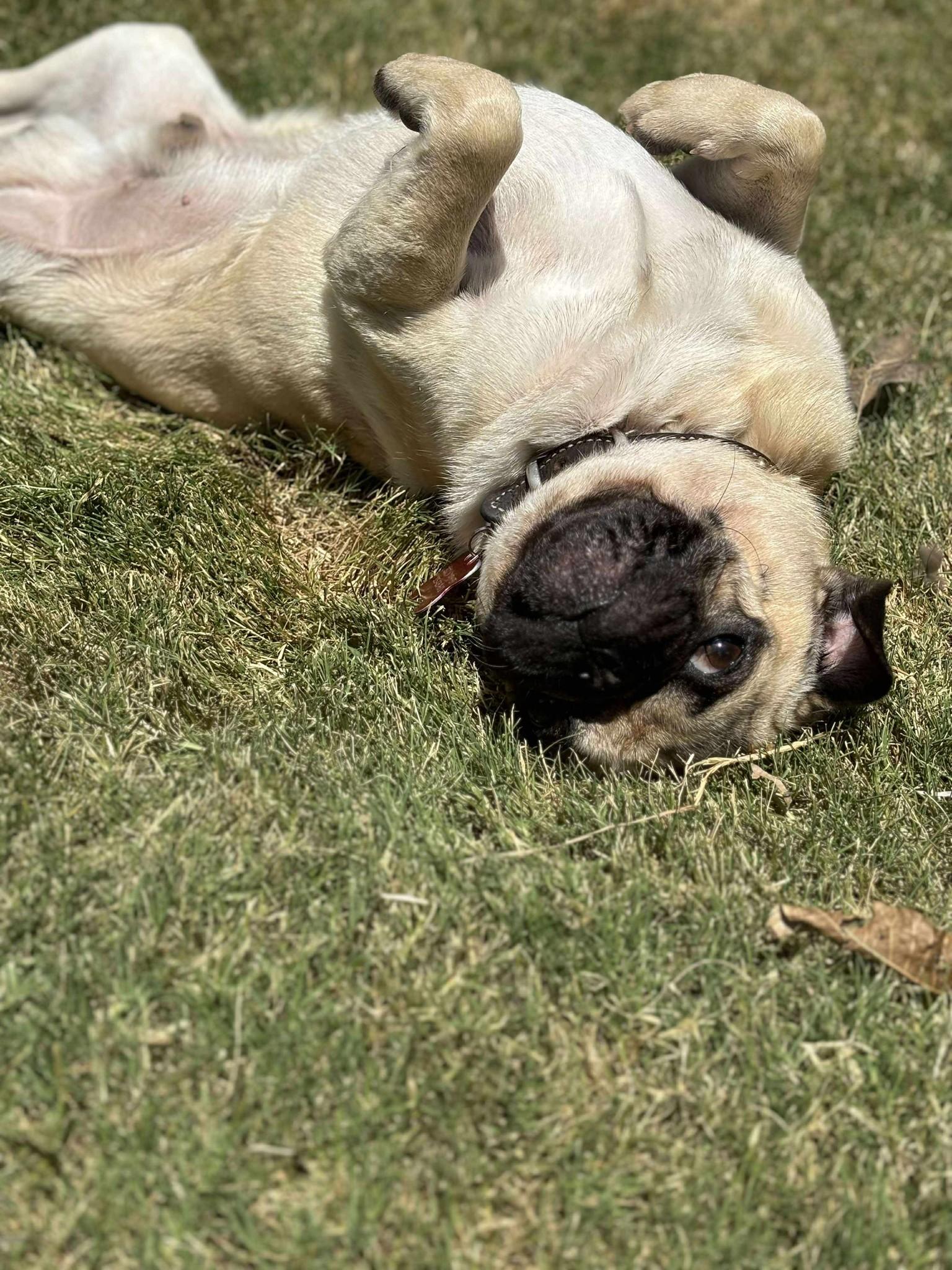 Frankie, adopted, Adult Male Pug.