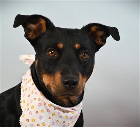 Enlarge SWEET PEA, a Adoptable mixed breed in Loveland, CO image 1/1