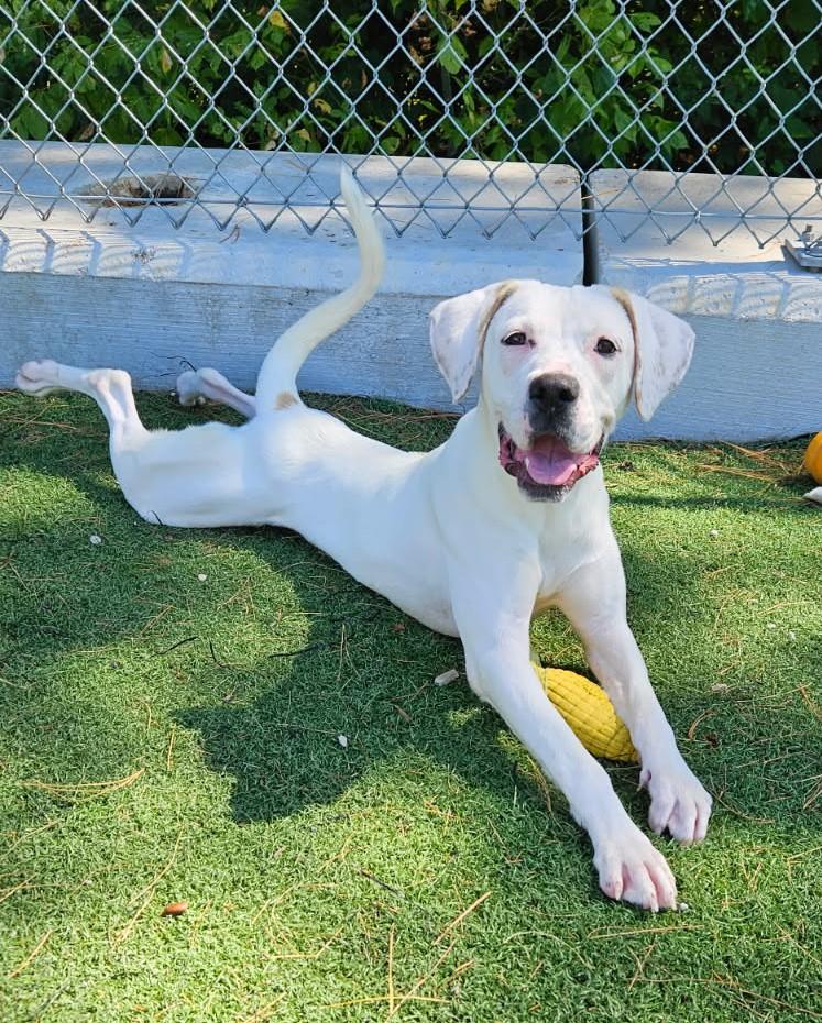 Enlarge Penny, a Adoptable Labrador Retriever in Crystal City, MO image 1/1