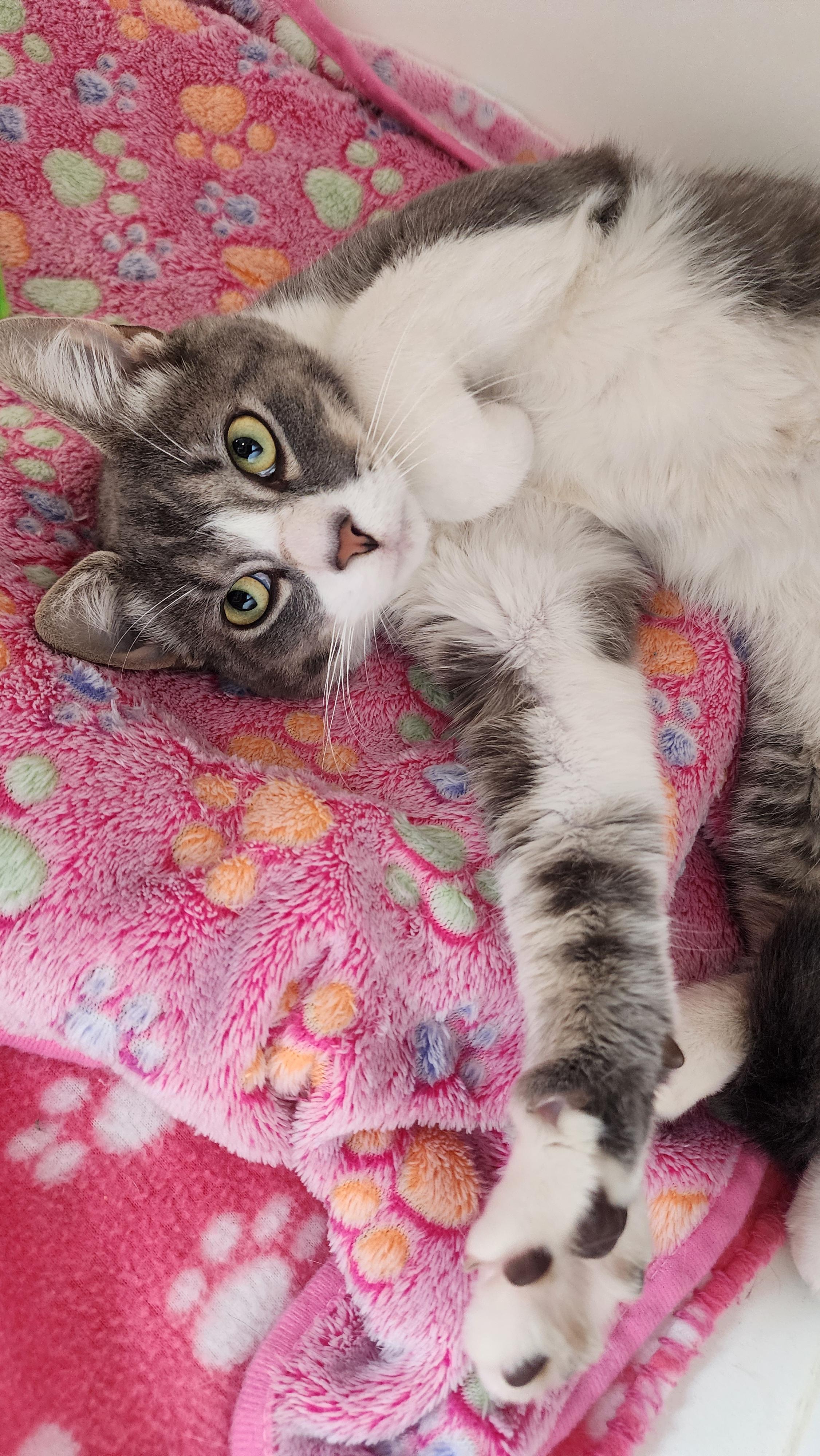 Cliff, a ADOPTABLE Domestic Short Hair in Ely, MN image 2/3