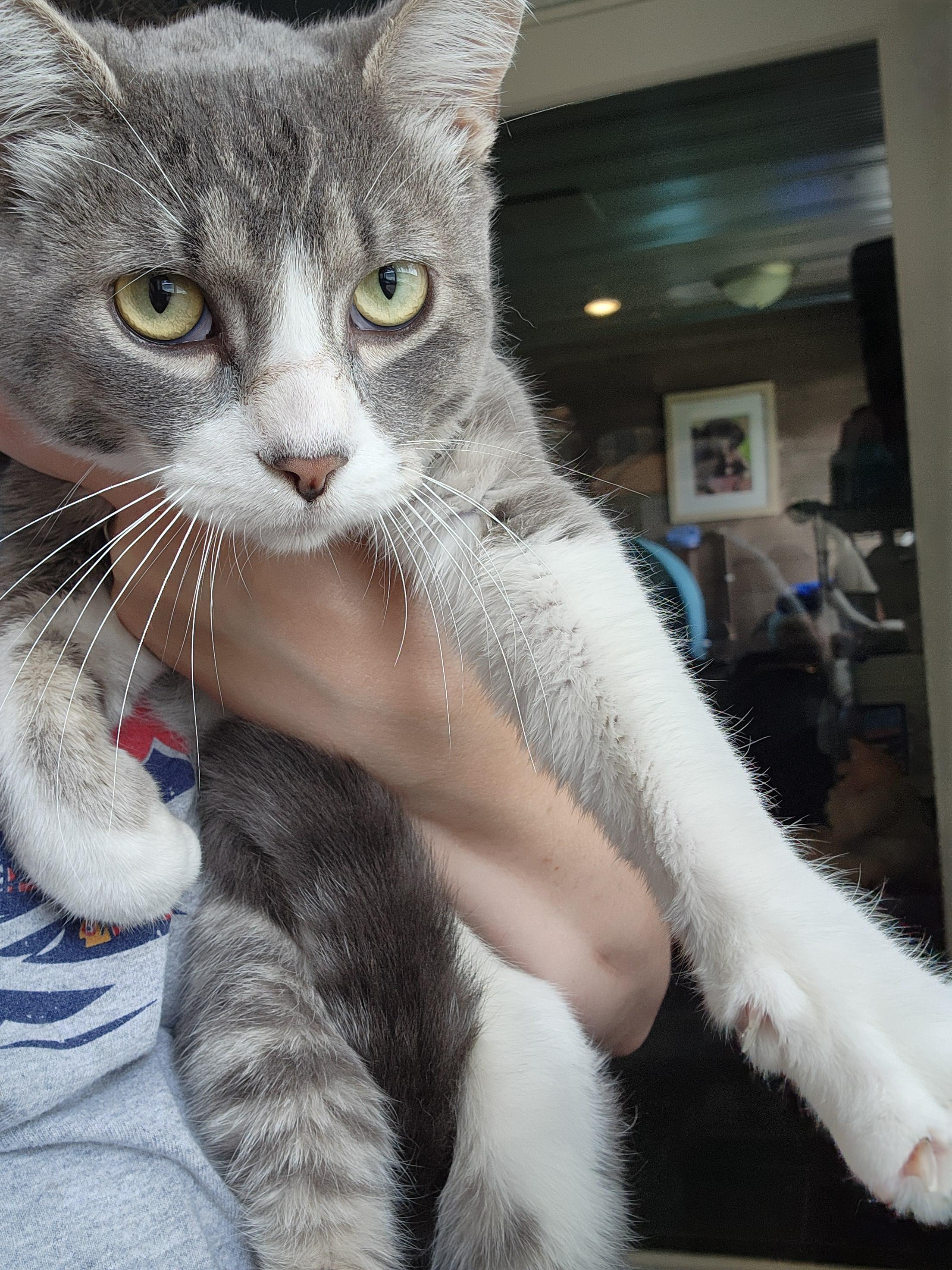 Cliff, a ADOPTABLE Domestic Short Hair in Ely, MN image 3/3