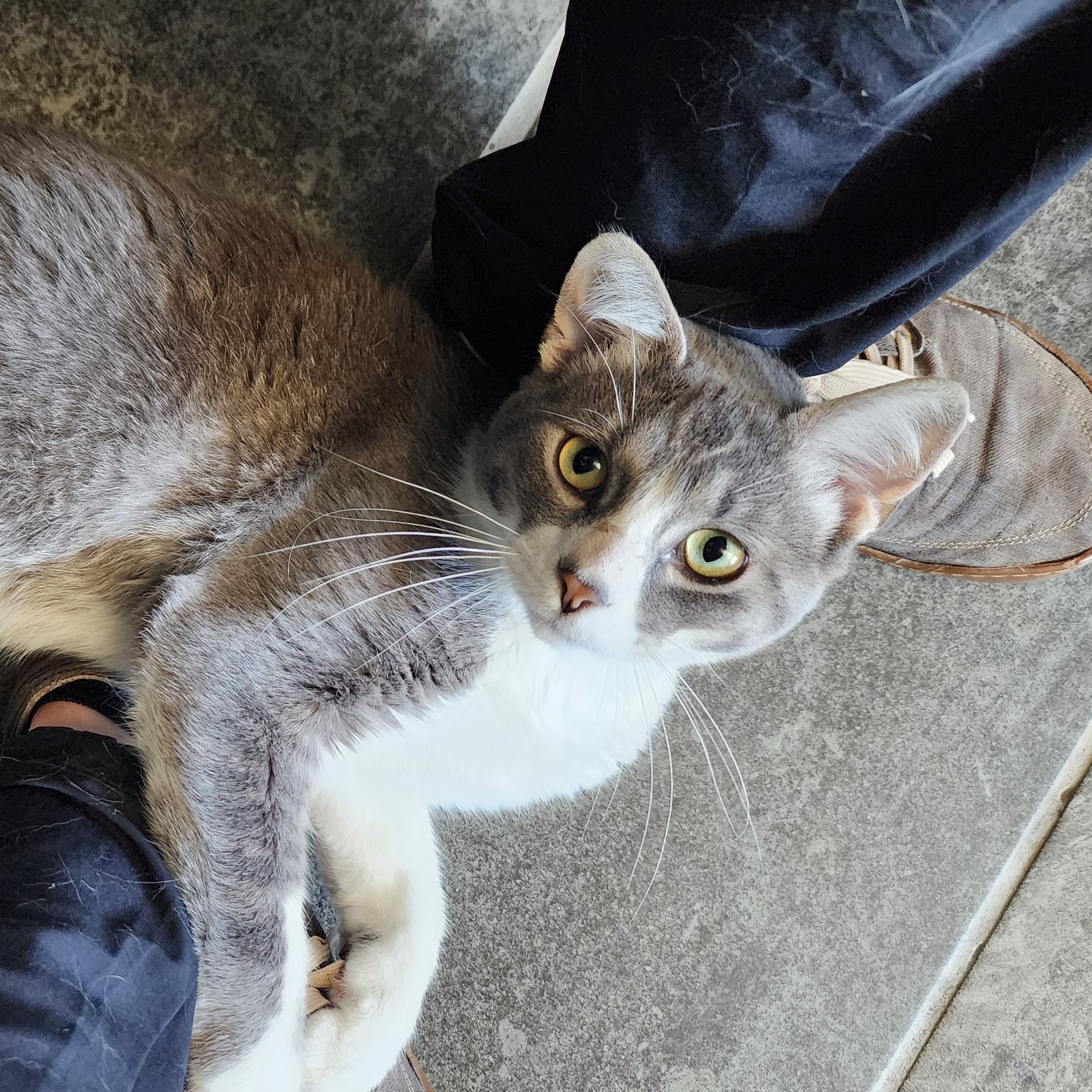 Cliff, a ADOPTABLE Domestic Short Hair in Ely, MN image 1/3