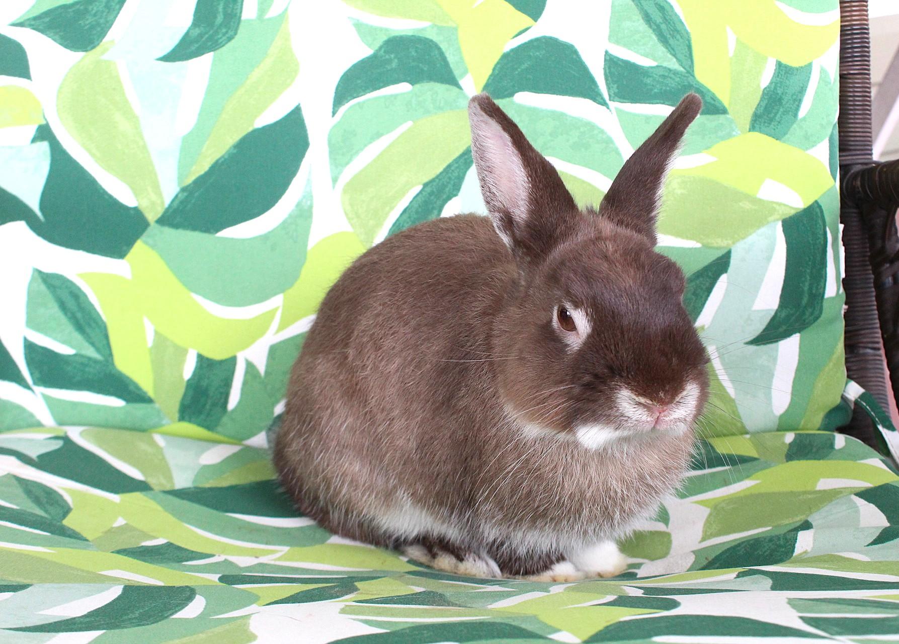 Woodstock, Adoptable, Young Male Dwarf Eared.