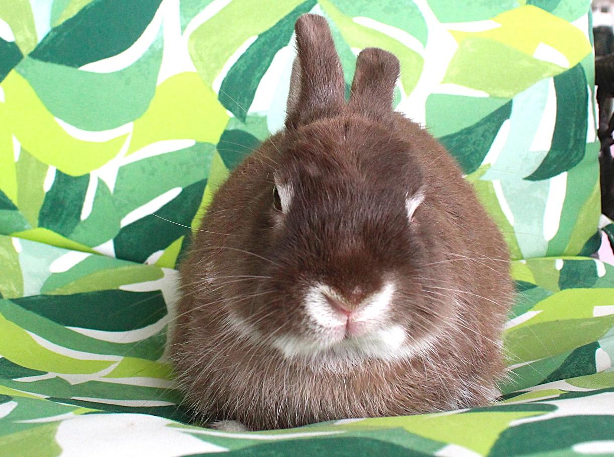 Woodstock, Adoptable, Young Male Dwarf Eared.