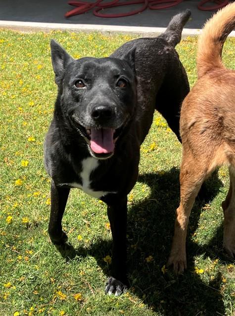 ESTELLE, Adoptable, Adult Female Labrador Retriever & Mixed Breed.