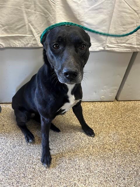 ESTELLE, Adoptable, Adult Female Labrador Retriever & Mixed Breed.