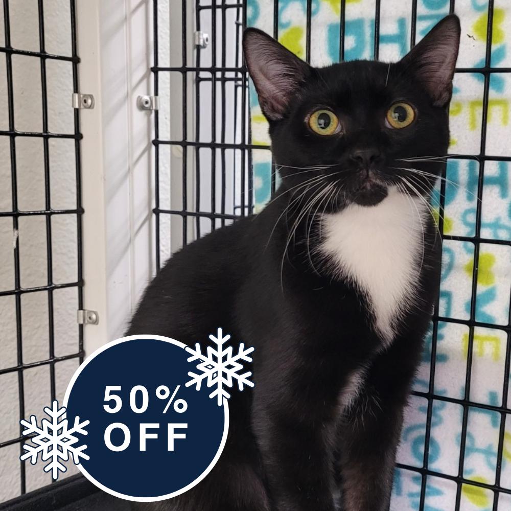 Barney, a Adoptable Domestic Short Hair in Allyn, WA image 1/5