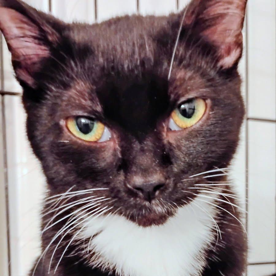 Barney, a Adoptable Domestic Short Hair in Allyn, WA image 2/5