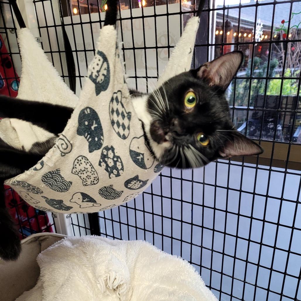 Barney, a Adoptable Domestic Short Hair in Allyn, WA image 3/5